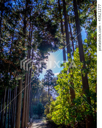 [靜岡縣伊豆市]公園長廊[修善寺Niji no Sato] 45621277