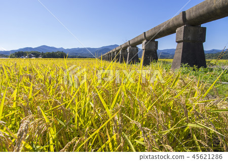 Azumi Yusui和Golden Rice Ear Azumi Yusui和Golden Rice Ear 45621286