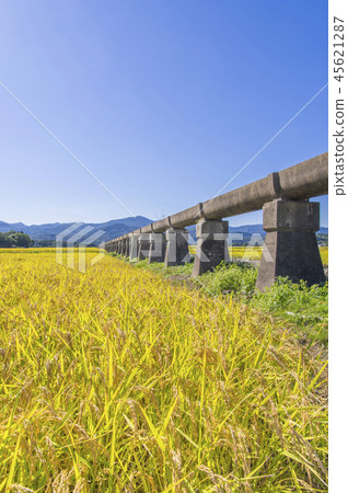 Azumi Yusui and Golden Rice Ear Azumi Yusui and Golden Rice Ear 45621287