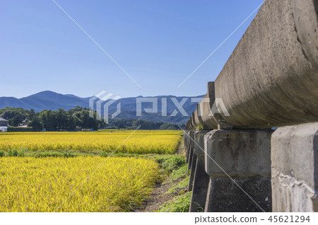 Azumi Yusui and Golden Rice Ear 45621294