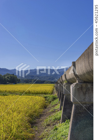 Azumi Yusui and Golden Rice Ear 45621295