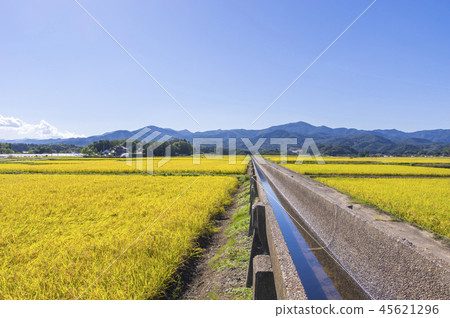Azumi Yusui and Golden Rice Ear 45621296
