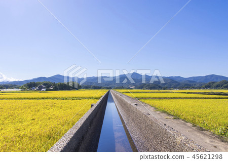 Azumi Yusui和Golden Rice Ear 45621298