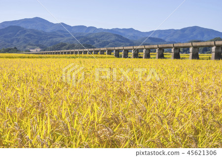 Azumi Yusui和Golden Rice Ear Azumi Yusui和Golden Rice Ear 45621306