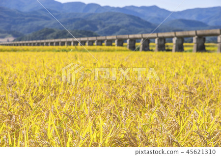 Azumi Yusui and Golden Rice Ear 45621310