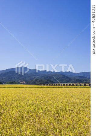 Azumi Yusui and Golden Rice Ear 45621313