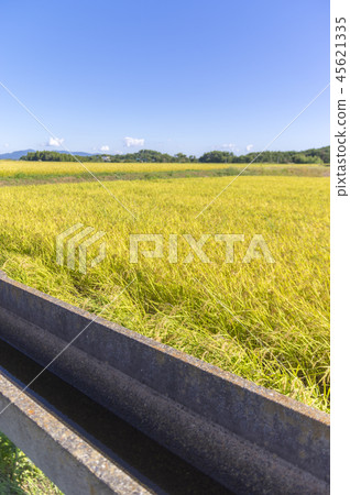Azumi Yusui and Golden Rice Ear Azumi Yusui and Golden Rice Ear 45621335