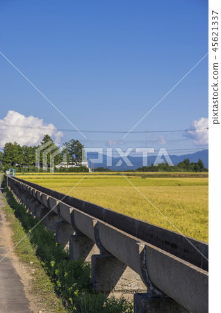 Azumi Yusui and Golden Rice Ear Azumi Yusui and Golden Rice Ear 45621337