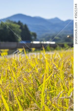Azumi Yusui和Golden Rice Ear Azumi Yusui和Golden Rice Ear 45621344