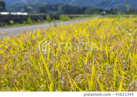 Azumi Yusui和Golden Rice Ear 45621345