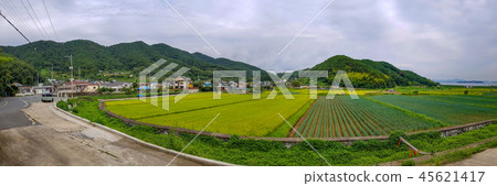 Panorama of rice paddy fields in South Korea Panorama of rice paddy fields in South Korea 45621417