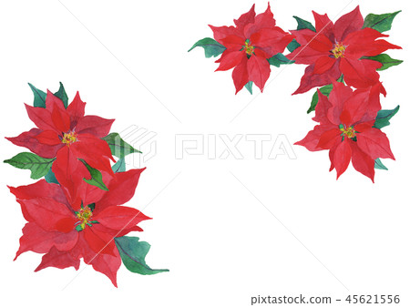 大戟屬pulcherrima一品紅 45621556