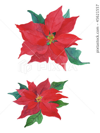 Euphorbia pulcherrima poinsettia 45621557