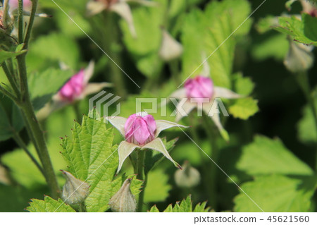 Nawaishiroigo flower Nawaishiroigo flower 45621560