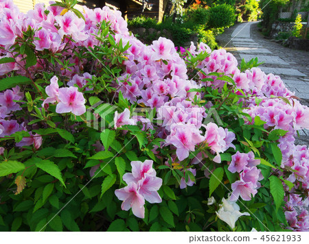 雜誌杜鵑花盛開的斜坡 雜誌杜鵑花盛開的斜坡 45621933