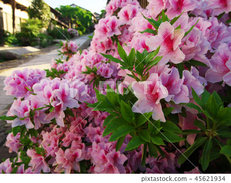 雜誌杜鵑花盛開的斜坡 雜誌杜鵑花盛開的斜坡 45621934