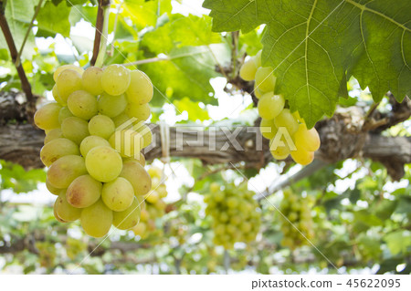 Muscat Muscat 45622095