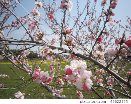 Plum blossom  45622355