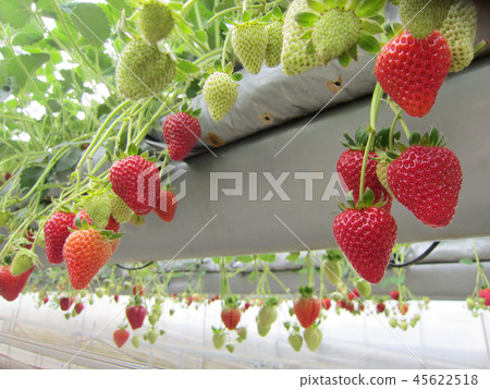 草莓 45622518