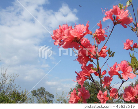映山紅 45622519