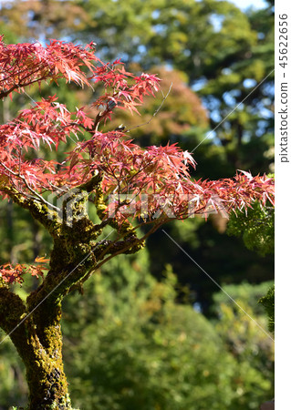 A maple of bonsai that leaves in autumn A maple of bonsai that leaves in autumn 45622656