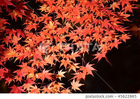 Momiji shining in the morning sun Momiji shining in the morning sun 45622665