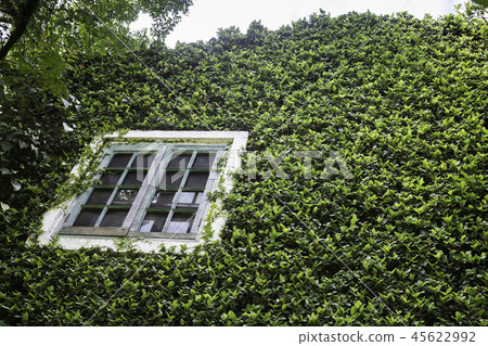 Ivy around brick house in local resort 45622992