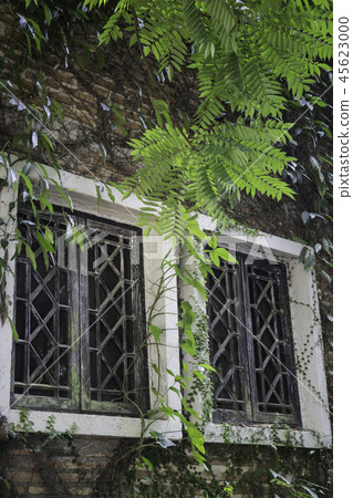 Ivy around brick house in local resort 45623000