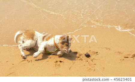 the puppy on the harness plays sand and wave on the beach. the puppy on the harness plays sand and wave on the beach. 45623401