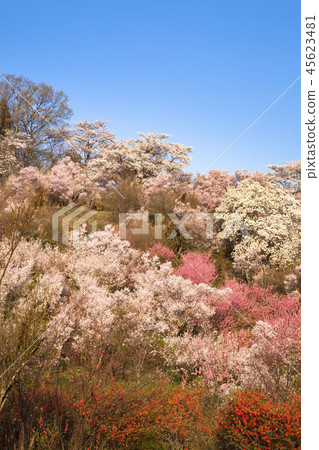 花山山公園 45623481