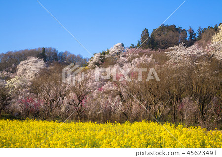 Hanamiyama Park 45623491