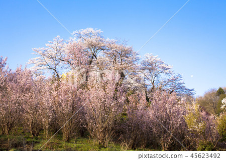 Hanamiyama Park 45623492