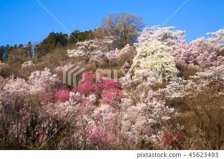 花山山公園 45623493