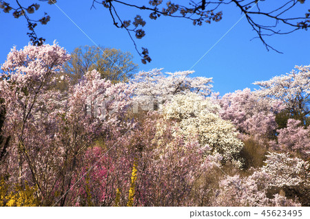 花山山公園 45623495