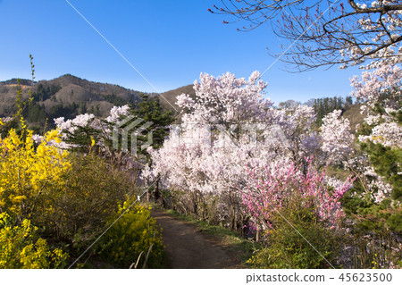 Hanamiyama Park 45623500