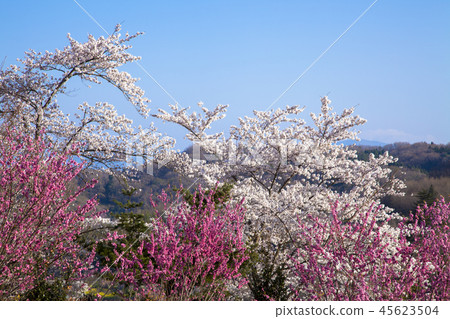花山山公園 45623504