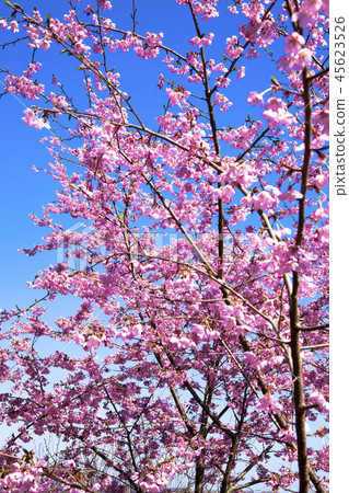 花山山公園 45623526