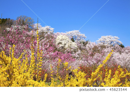 花山山公園 45623544