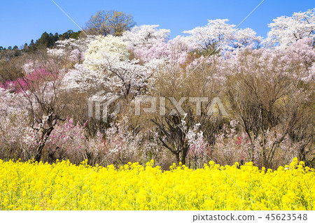 花山山公園 花山山公園 45623548