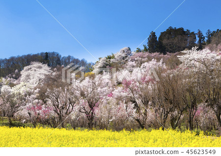 花山山公園 45623549