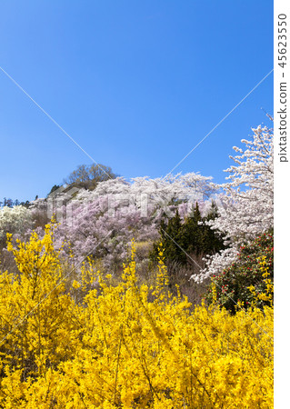 Hanamiyama Park 45623550