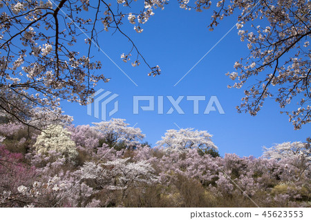 花山山公園 45623553