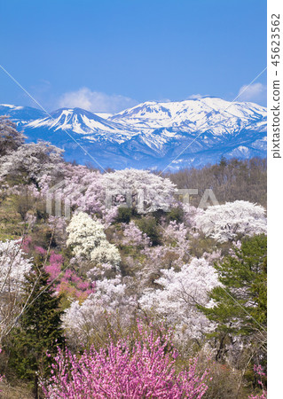 花山山公園 45623562