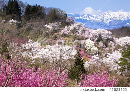 花山山公園 45623563