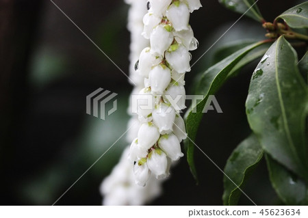 醉樹花濕雨 45623634