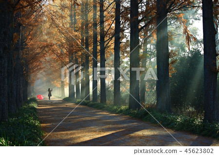 Metasequoia, Metasequoia, Autumn Sonata, Autumn Love, Naju Metagall 45623802