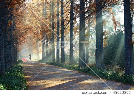 水杉，水杉，秋天奏鳴曲，秋天愛，Naju Metagall 45623803