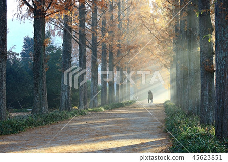 Metasequoia, Metasequoia, Autumn Sonata, Autumn Love, Naju Metagall 45623851