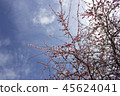 Red plum tree 45624041