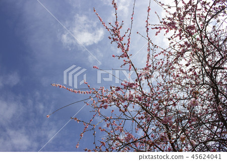 紅李子樹 45624041